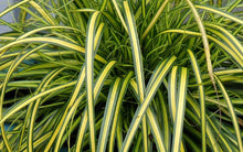 Load image into Gallery viewer, Carex ‘Eversheen’ - Japanese Sedge