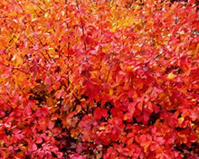 Load image into Gallery viewer, Rhus aro. 'Gro-Low'