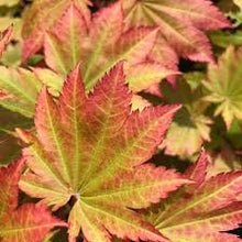Load image into Gallery viewer, Acer jap. &#39;Vitifolium&#39; - Full Moon Maple
