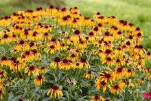 Load image into Gallery viewer, Echinacea 'Fiery Meadow Mama' - Coneflower