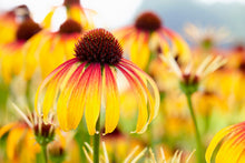 Load image into Gallery viewer, Echinacea 'Fiery Meadow Mama' - Coneflower
