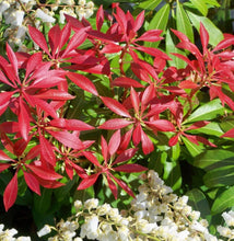 Load image into Gallery viewer, Pieris jap. 'Mountain Fire'