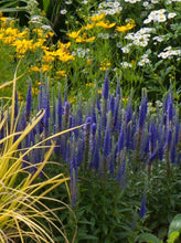 Load image into Gallery viewer, Veronica 'First Glory' - Speedwell