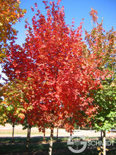 Load image into Gallery viewer, Acer saccharum 'Flashfire' - Sugar Maple