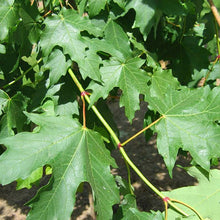 Load image into Gallery viewer, Acer saccharum 'Flashfire' - Sugar Maple