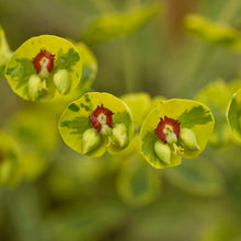 Load image into Gallery viewer, Euphorbia martinii 'Ascot Rainbow'