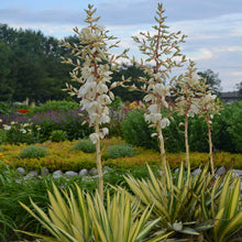 Load image into Gallery viewer, Yucca 'Color Guard'