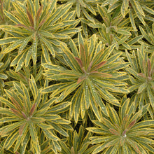 Load image into Gallery viewer, Euphorbia martinii 'Ascot Rainbow'
