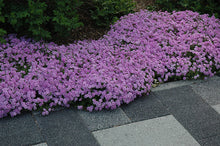 Load image into Gallery viewer, Phlox sub. 'Fort Hill' - Creeping Phlox