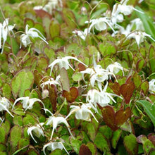 Load image into Gallery viewer, Epimedium 'Freckles'