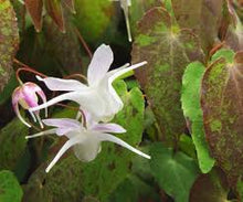 Load image into Gallery viewer, Epimedium 'Freckles'