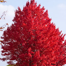 Load image into Gallery viewer, Acer x freemani 'Autumn Blaze' - Freeman Maple