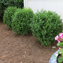 Load image into Gallery viewer, Buxus NewGen 'Freedom' - Boxwood