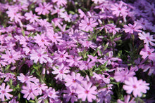 Load image into Gallery viewer, Phlox sub. 'Fort Hill' - Creeping Phlox