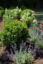 Load image into Gallery viewer, Buxus NewGen 'Freedom' - Boxwood