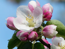 Load image into Gallery viewer, Malus 'Fuji' - Apple
