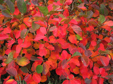 Load image into Gallery viewer, Fothergilla gardenii