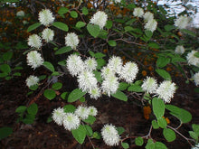 Load image into Gallery viewer, Fothergilla gardenii