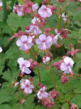 Load image into Gallery viewer, Geranium 'Ingwersons Variety'