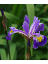 Load image into Gallery viewer, Iris x robusta &#39;Gerald Darby&#39;
