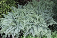 Load image into Gallery viewer, Athyrium nip. 'Ghost' - Japanese Painted Fern