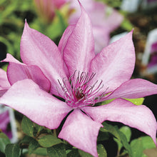 Load image into Gallery viewer, Clematis 'Giselle'
