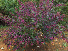 Load image into Gallery viewer, Callicarpa x 'Pearl Glam' - Beautyberry