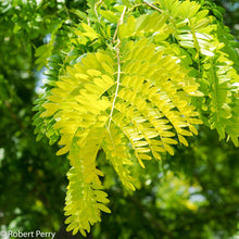 Load image into Gallery viewer, Gleditsia 'Sunburst' - Honeylocust