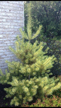 Load image into Gallery viewer, Pinus densiflora 'Golden Ghost' - Japanese White Pine