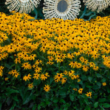 Load image into Gallery viewer, Rudbeckia 'Goldsturm' - Black-Eyed Susan