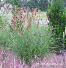 Load image into Gallery viewer, Miscanthus s. ‘Gracillimus’