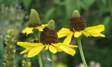 Load image into Gallery viewer, Rudbeckia maxima - Great Coneflower