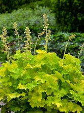 Load image into Gallery viewer, Heuchera 'Guacamole'