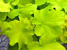 Load image into Gallery viewer, Heuchera 'Guacamole'