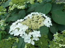 Load image into Gallery viewer, Hydrangea arb. 'Haas' Halo'