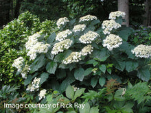 Load image into Gallery viewer, Hydrangea arb. 'Haas' Halo'