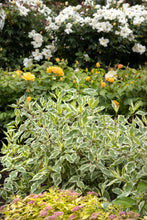 Load image into Gallery viewer, Cornus alba 'Ivory Halo'