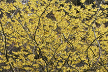 Load image into Gallery viewer, Hamamelis 'Arnolds Promise'