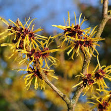 Load image into Gallery viewer, Hamamelis virginiana - Witch hazel