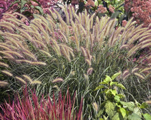 Load image into Gallery viewer, Pennisetum alop. 'Hameln' - Fountain Grass