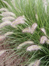 Load image into Gallery viewer, Pennisetum alop. 'Hameln' - Fountain Grass