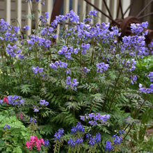 Load image into Gallery viewer, Polemonium 'Heaven Scent' - Jacob's Ladder