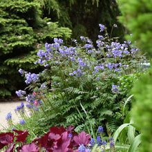 Load image into Gallery viewer, Polemonium 'Heaven Scent' - Jacob's Ladder