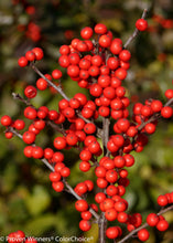 Load image into Gallery viewer, Ilex vert. ‘Berry Heavy’