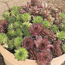 Load image into Gallery viewer, Sempervivum Medley