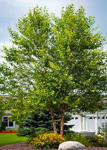 Load image into Gallery viewer, Betula nigra 'Heritage' - River Birch