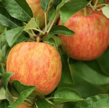 Load image into Gallery viewer, Malus 'Honeycrisp' - Apple