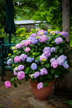 Load image into Gallery viewer, Hydrangea mac. 'Bloomstruck'