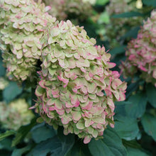 Load image into Gallery viewer, Hydrangea pan. ‘Limelight Prime’