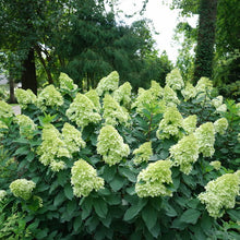 Load image into Gallery viewer, Hydrangea pan. ‘Limelight Prime’